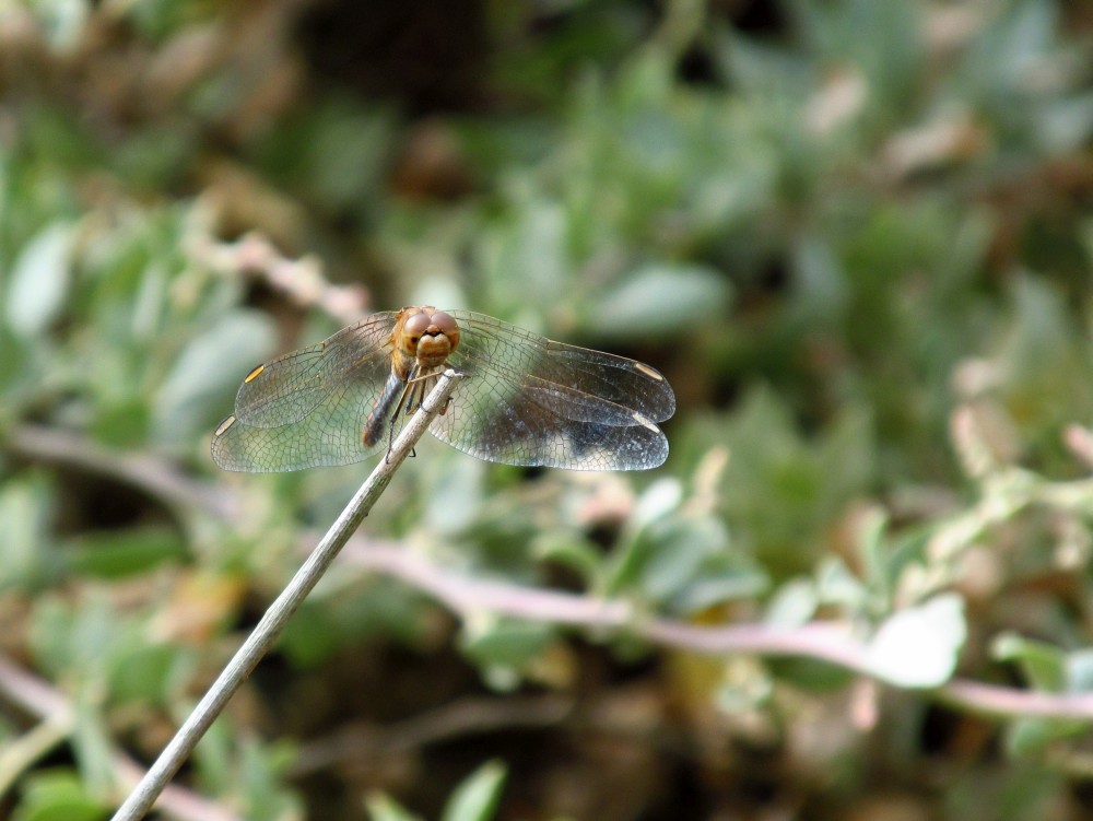 Heidelibelle weibchen