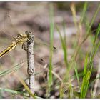 Heidelibelle (Weibchen)