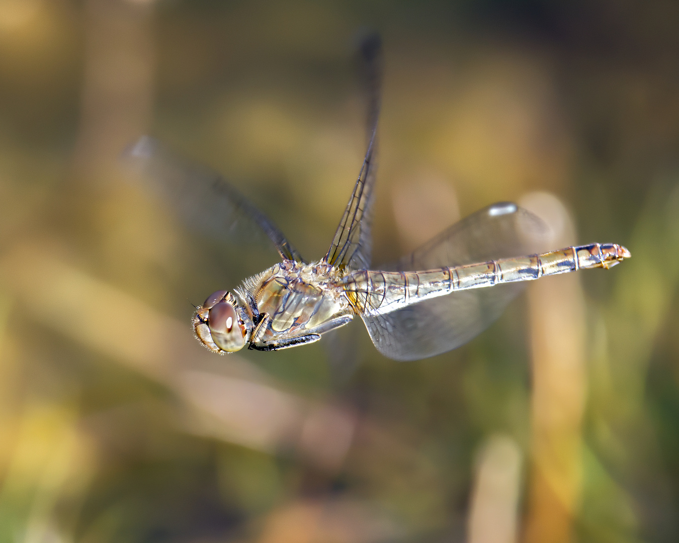 Heidelibelle, Weibchen im Flug