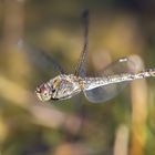 Heidelibelle, Weibchen im Flug