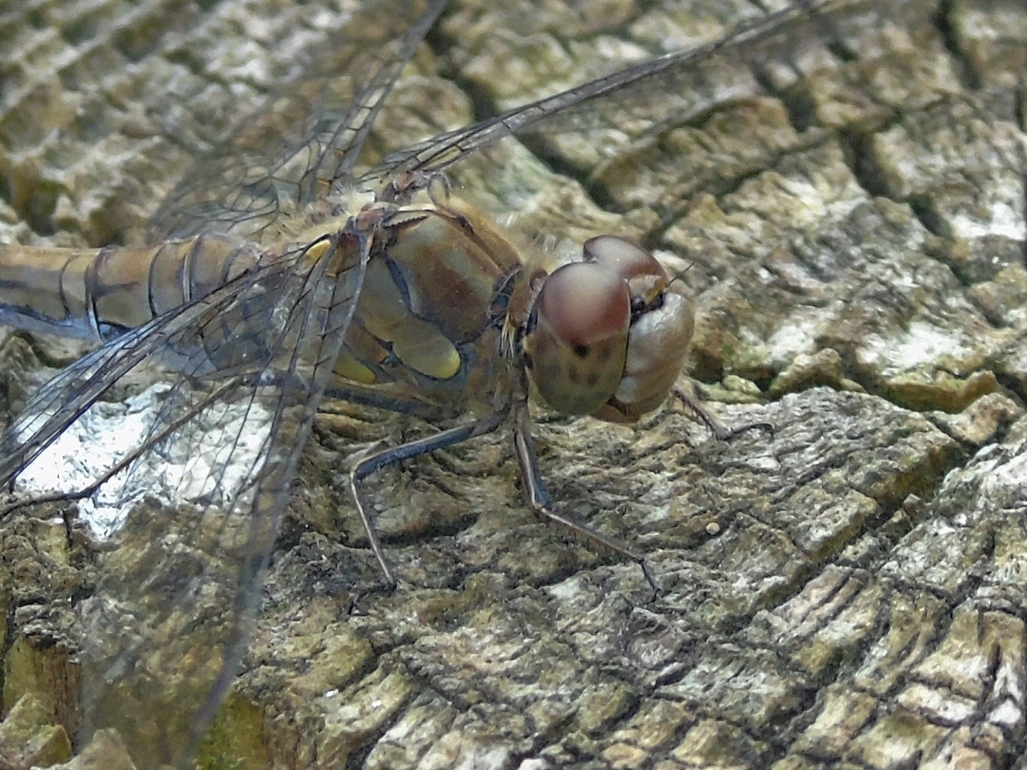 Heidelibelle weiblich