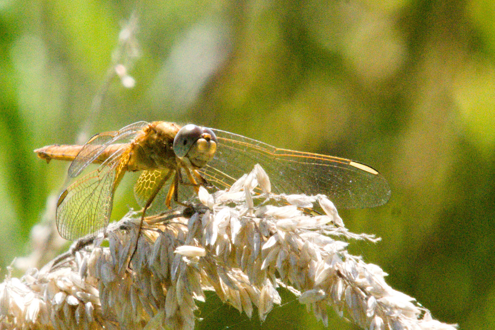 Heidelibelle weiblich am Rastplatz