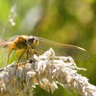 Heidelibelle weiblich am Rastplatz