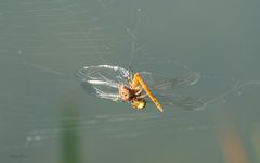 Heidelibelle wird gefressen