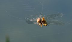  Heidelibelle wird gefressen