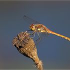 Heidelibelle zu Besuch