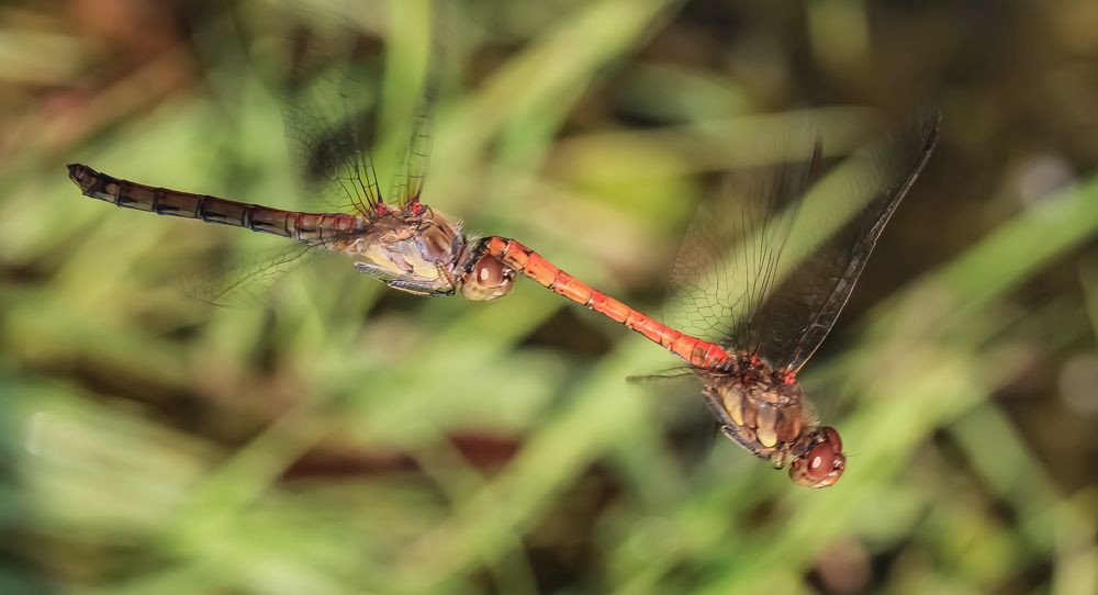 Heidelibellen im Flug