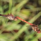 Heidelibellen im Flug