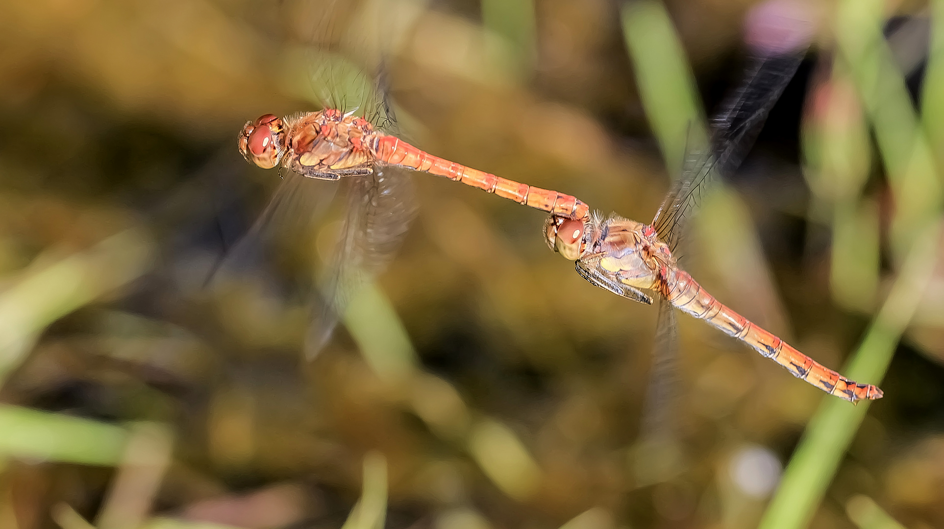 Heidelibellen im Flug