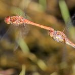 Heidelibellen im Flug