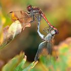 Heidelibellen im Herbstlaub