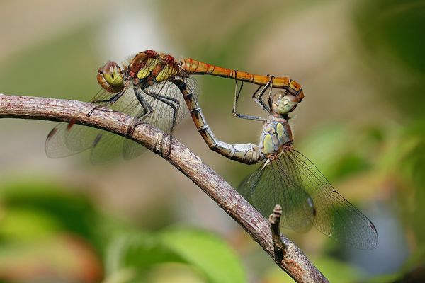 Heidelibellen Paarung