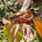 Heidelibellen-Paarung im Herbstambiente