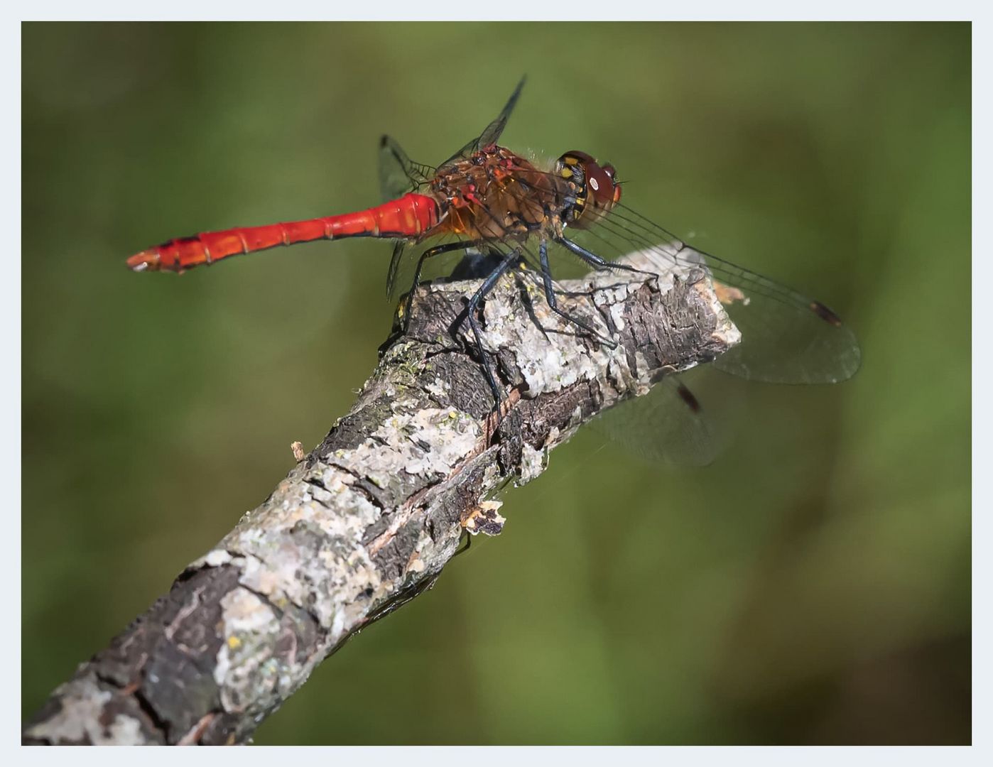 Heidelibellen ( Sympetrum )