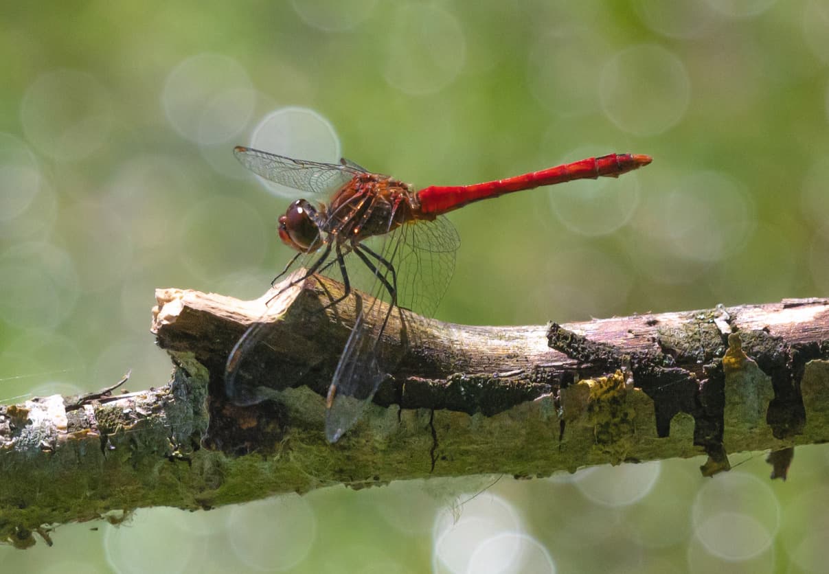 Heidelibellen ( Sympetrum )