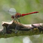 Heidelibellen ( Sympetrum )