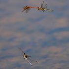 Heidelibellen/Libellenpaarung
