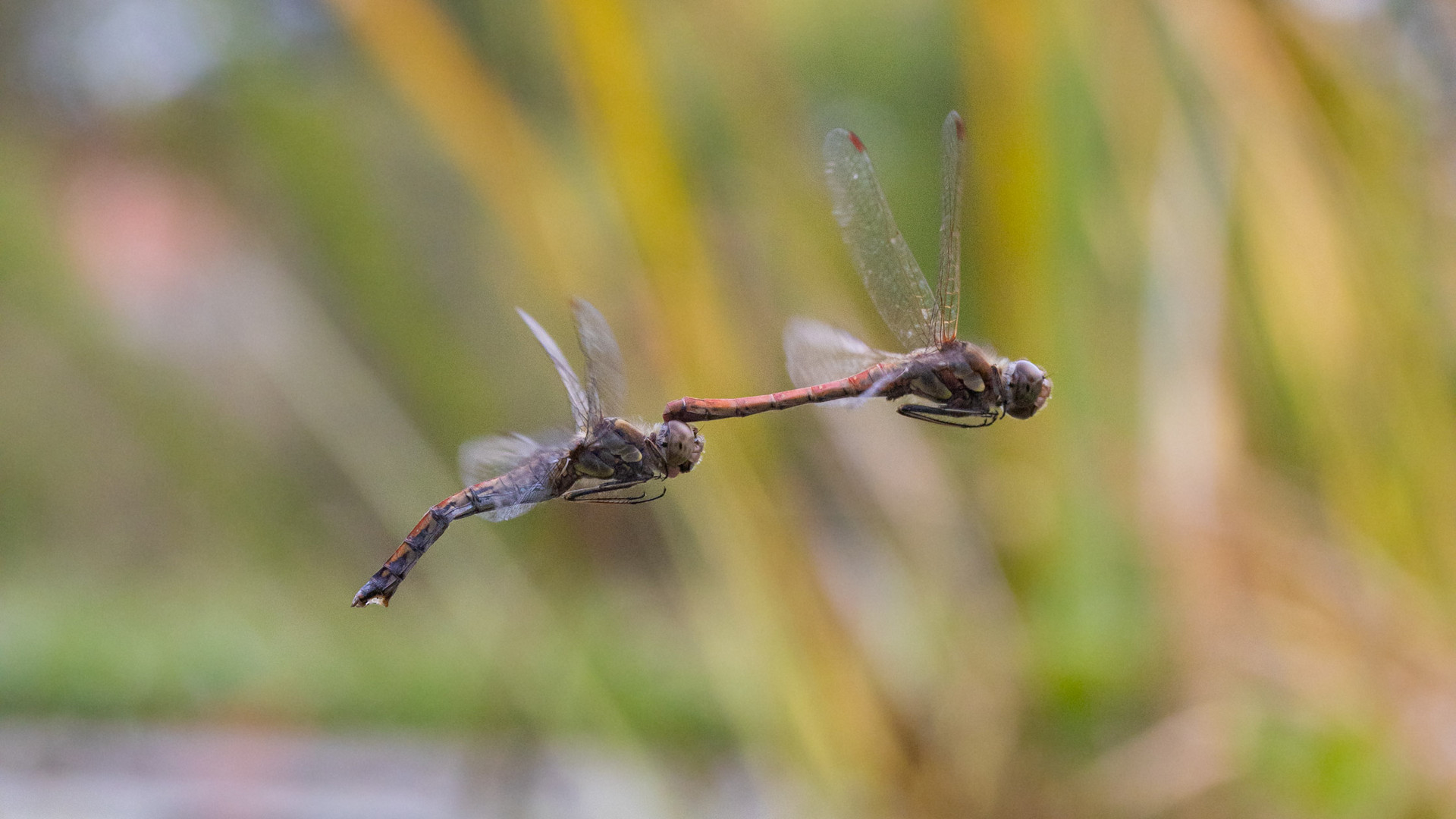 Heidelibellenpaarflug II