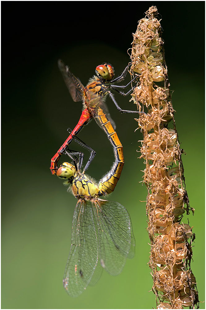 Heidelibellenpärchen (Sympetrum vulgatum)