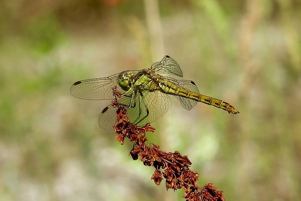 Heidelibelle.(Weiblich)