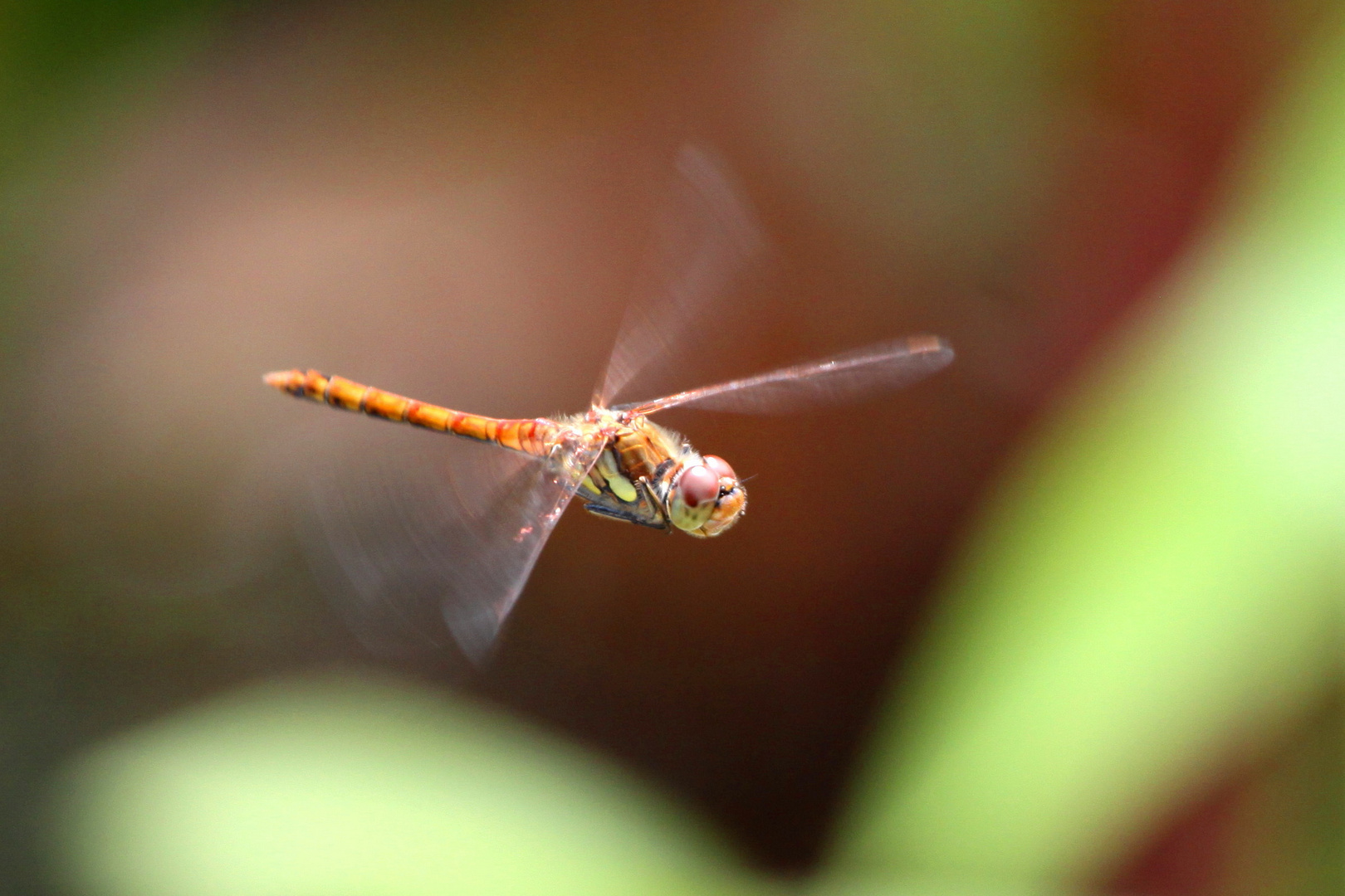 Heideliblle im flug