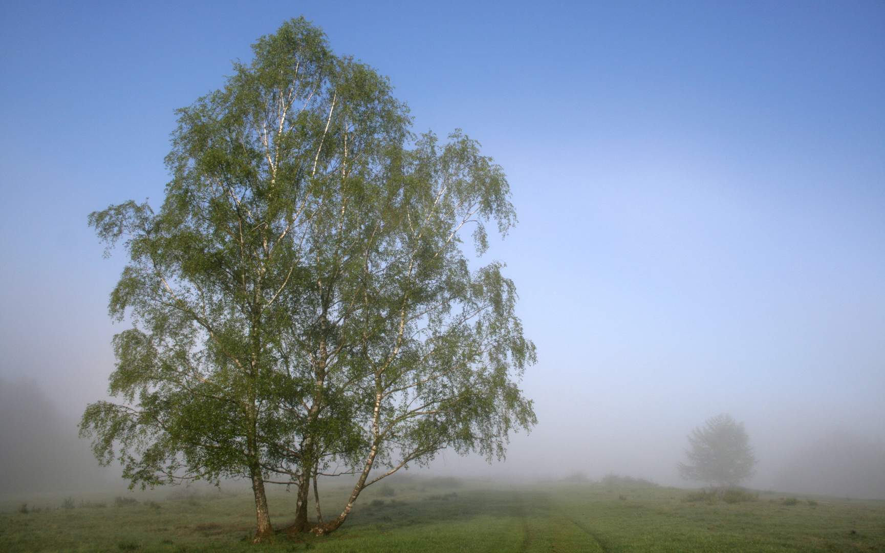 Heidemorgen