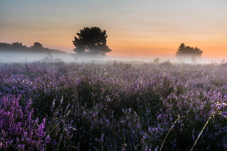 Heidemorgen