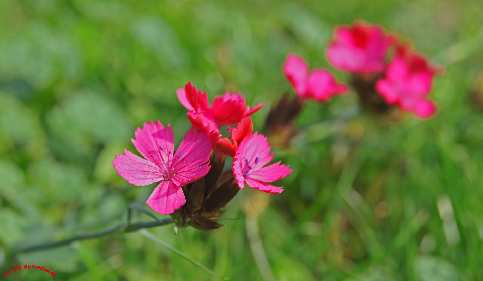 'Heidenelke'