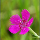 Heidenelke (Dianthus deltoides)