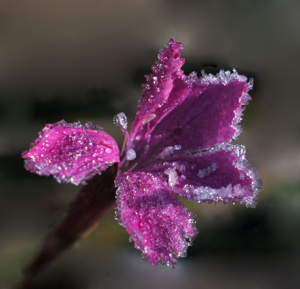 Heidenelke mit Winterzauber