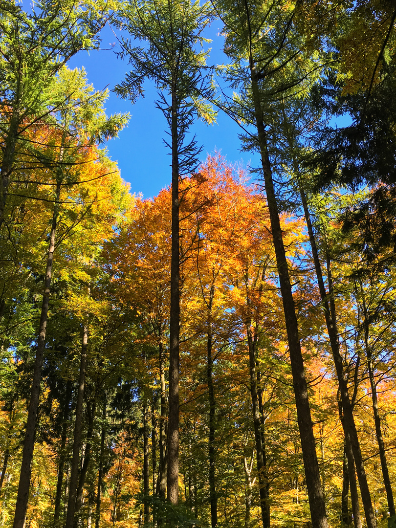 Heidenheimer Herbstgefühle