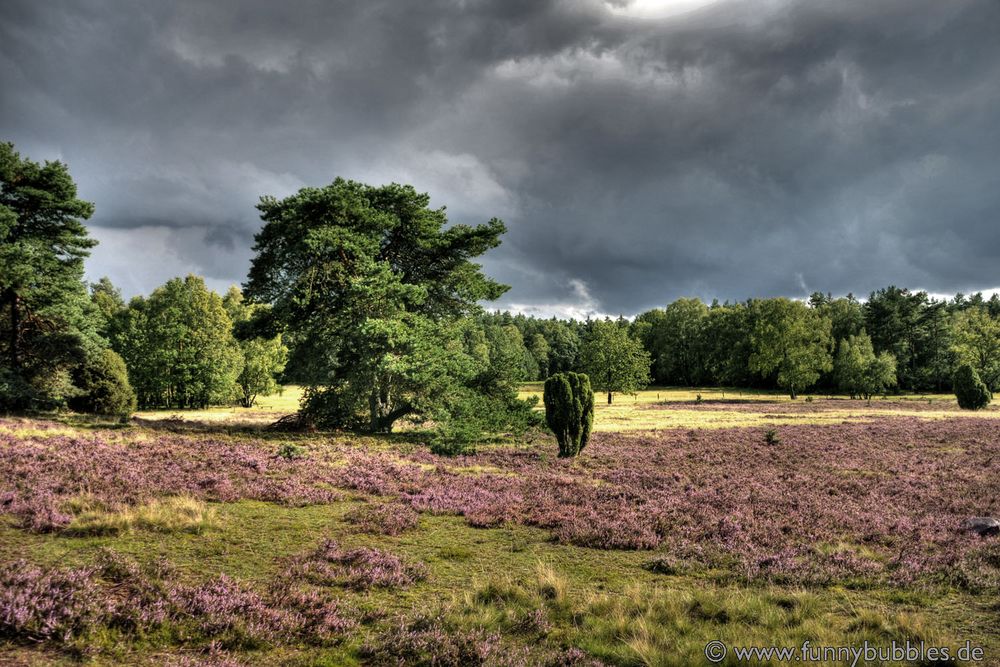 Heidepanorama bei Oberhaverbeck - Naturpark Lüneburger Heide HDR