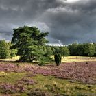 Heidepanorama bei Oberhaverbeck - Naturpark Lüneburger Heide HDR