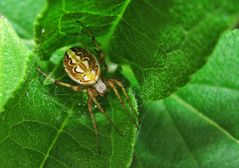 Heideradnetzspinne