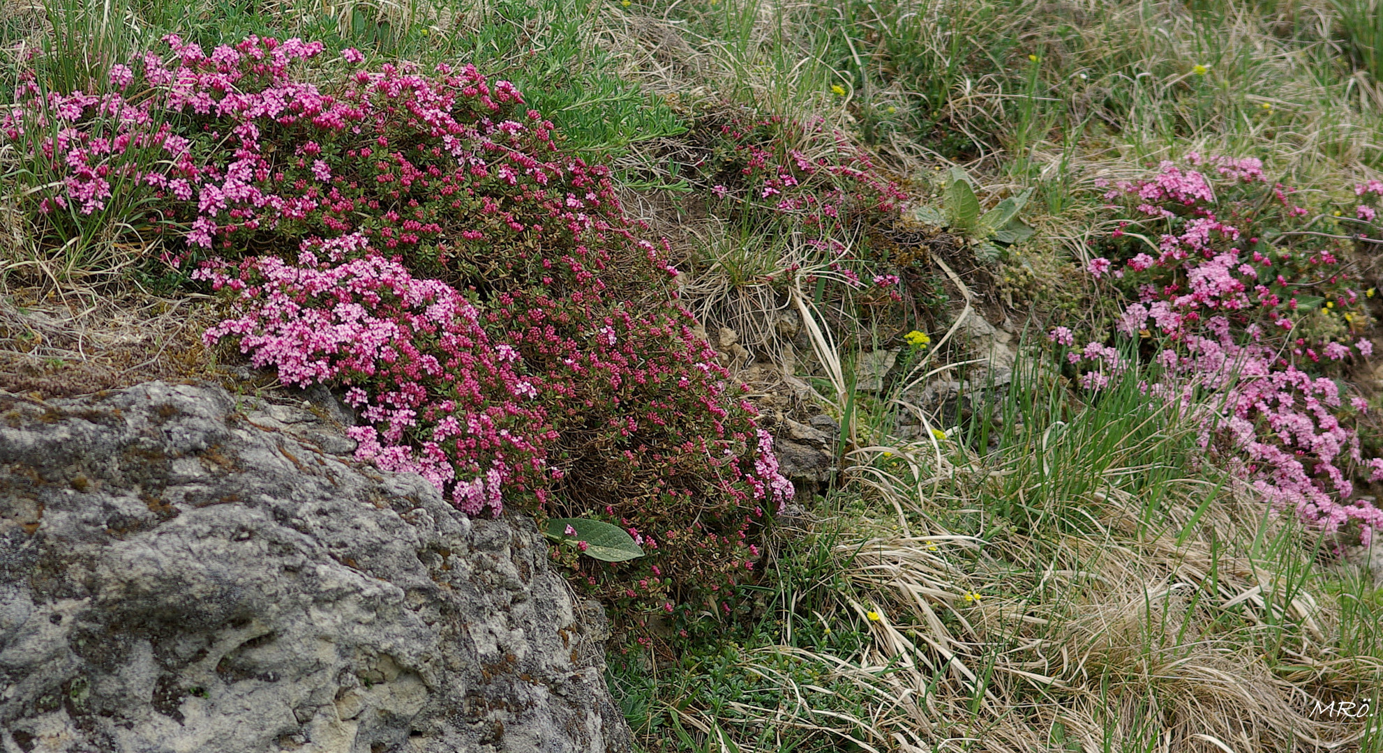 Heideröschen, Steinröschen