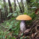 Heiderotkappe (Leccinum versipelle (Fr.) Snell