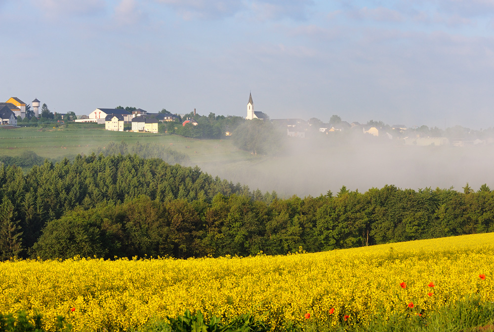 Heiderscheid (in Raps und Nebel)