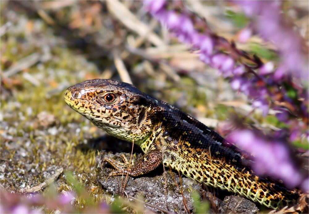 Heidesaurier in der Heide