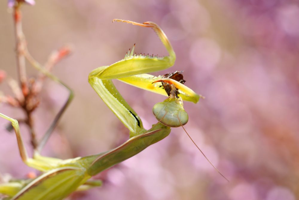 Heideschmaus - Europäische Gottesanbeterin ( Mantis religiosa)  beim Fressen