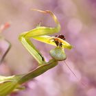 Heideschmaus - Europäische Gottesanbeterin ( Mantis religiosa)  beim Fressen