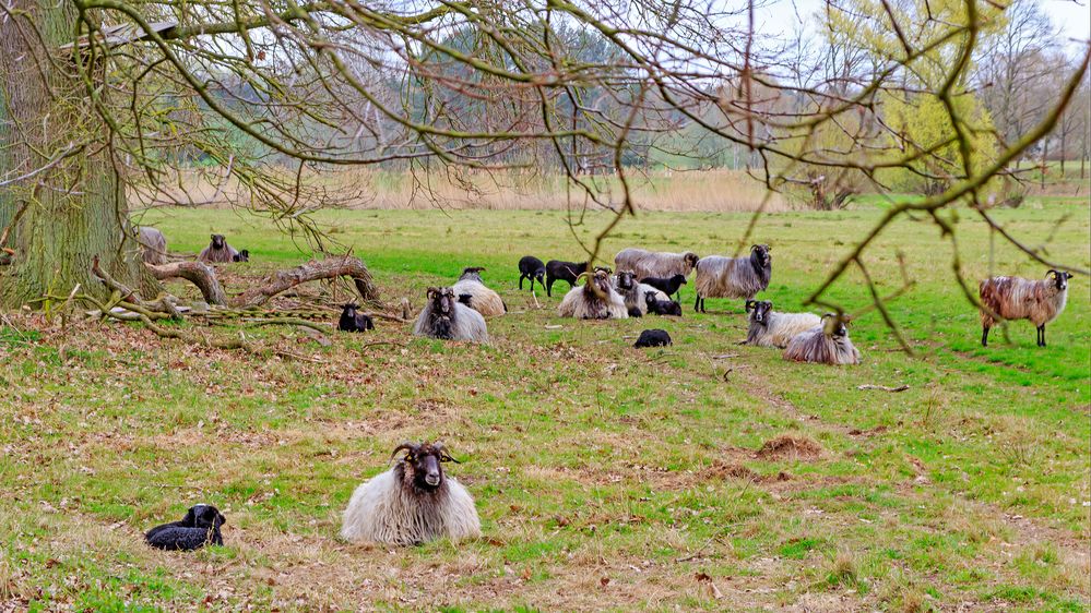 Heideschnucken an der Ilmenau bei Bad Bevensen