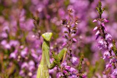  Heideschönheit - Europäische Gottesanbeterin 