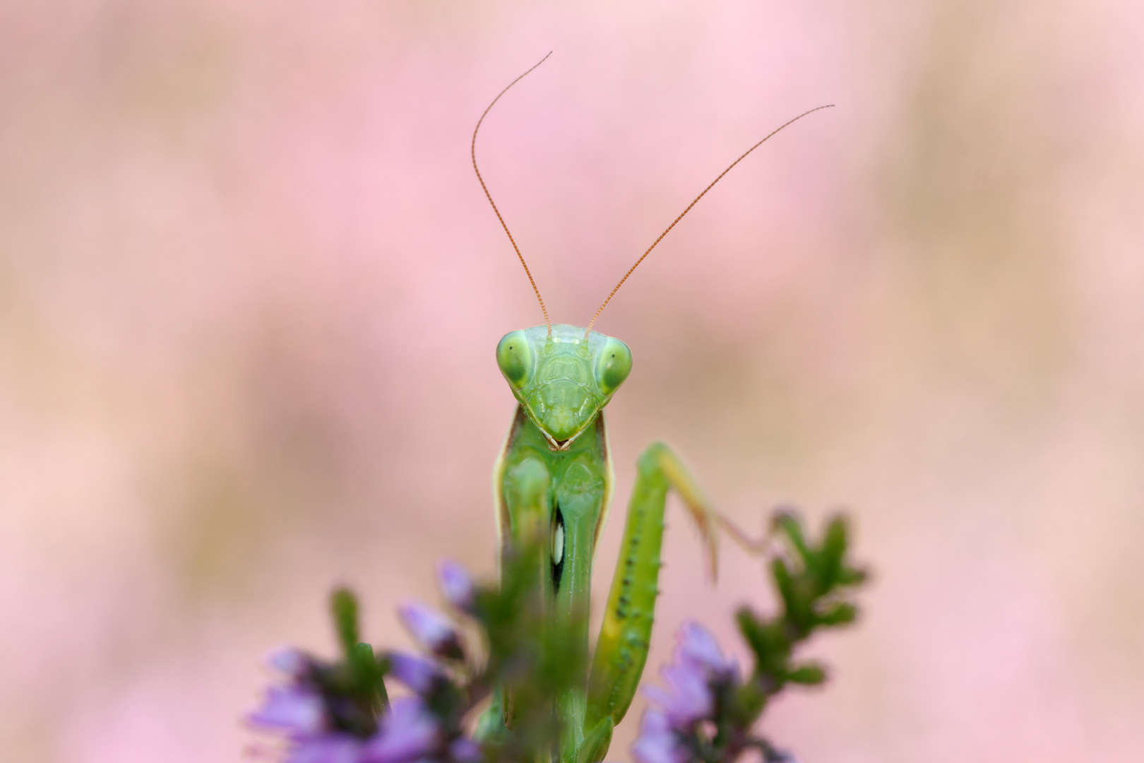 Heideschönheit : Europäische Gottesanbeterin, Mantis religosa