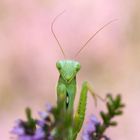 Heideschönheit : Europäische Gottesanbeterin, Mantis religosa