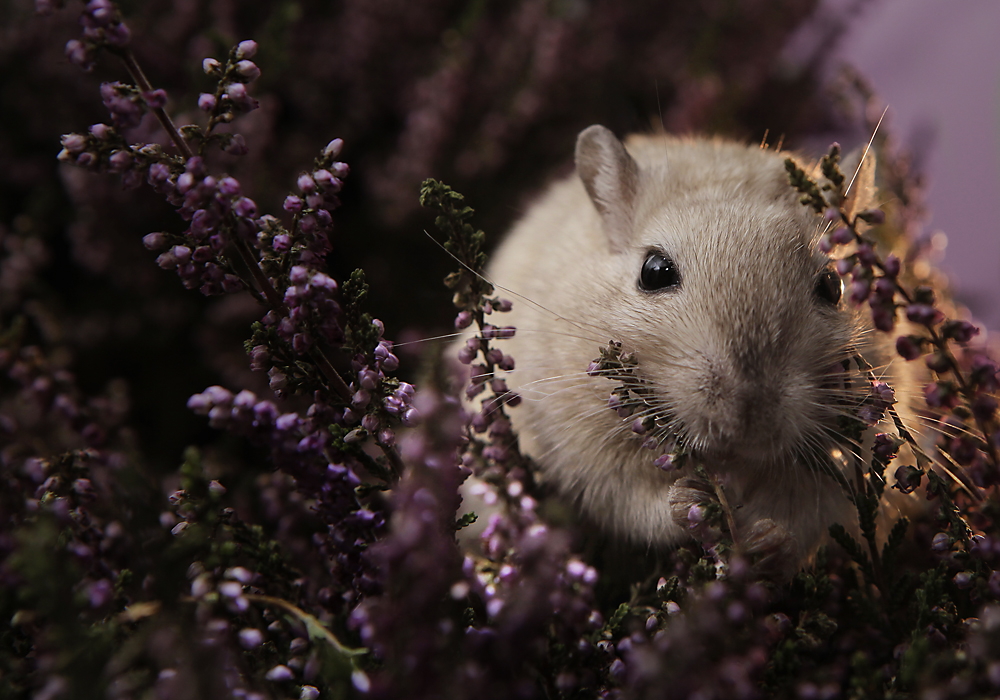 Heideschredder Modell Rennmaus