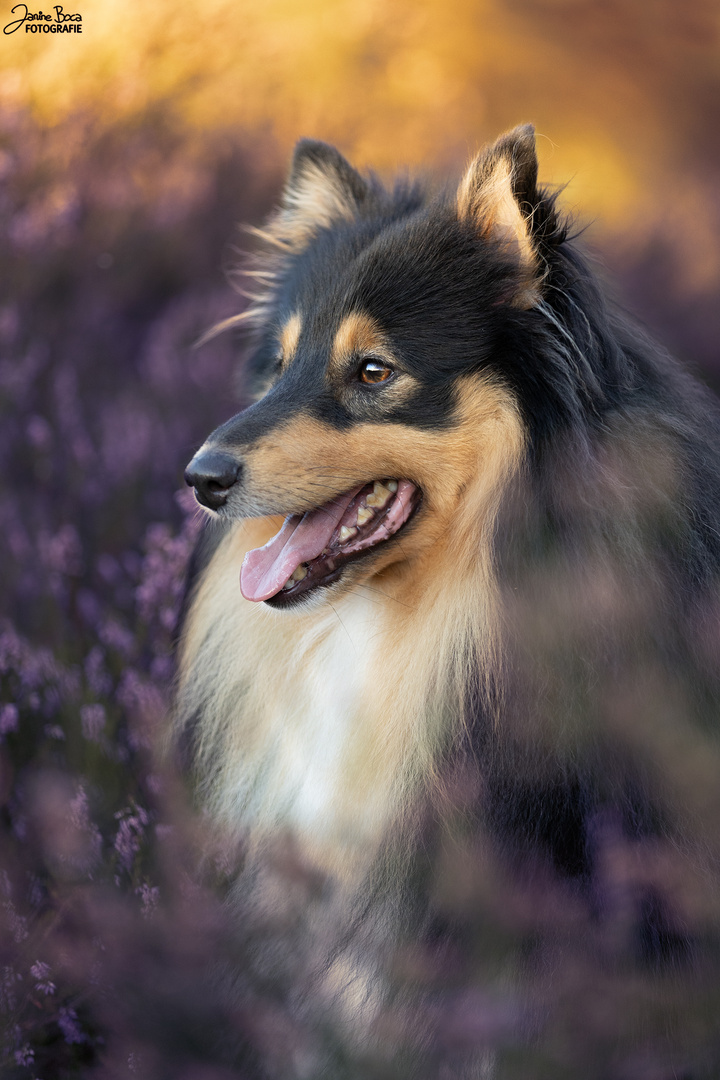 Heidesheltie