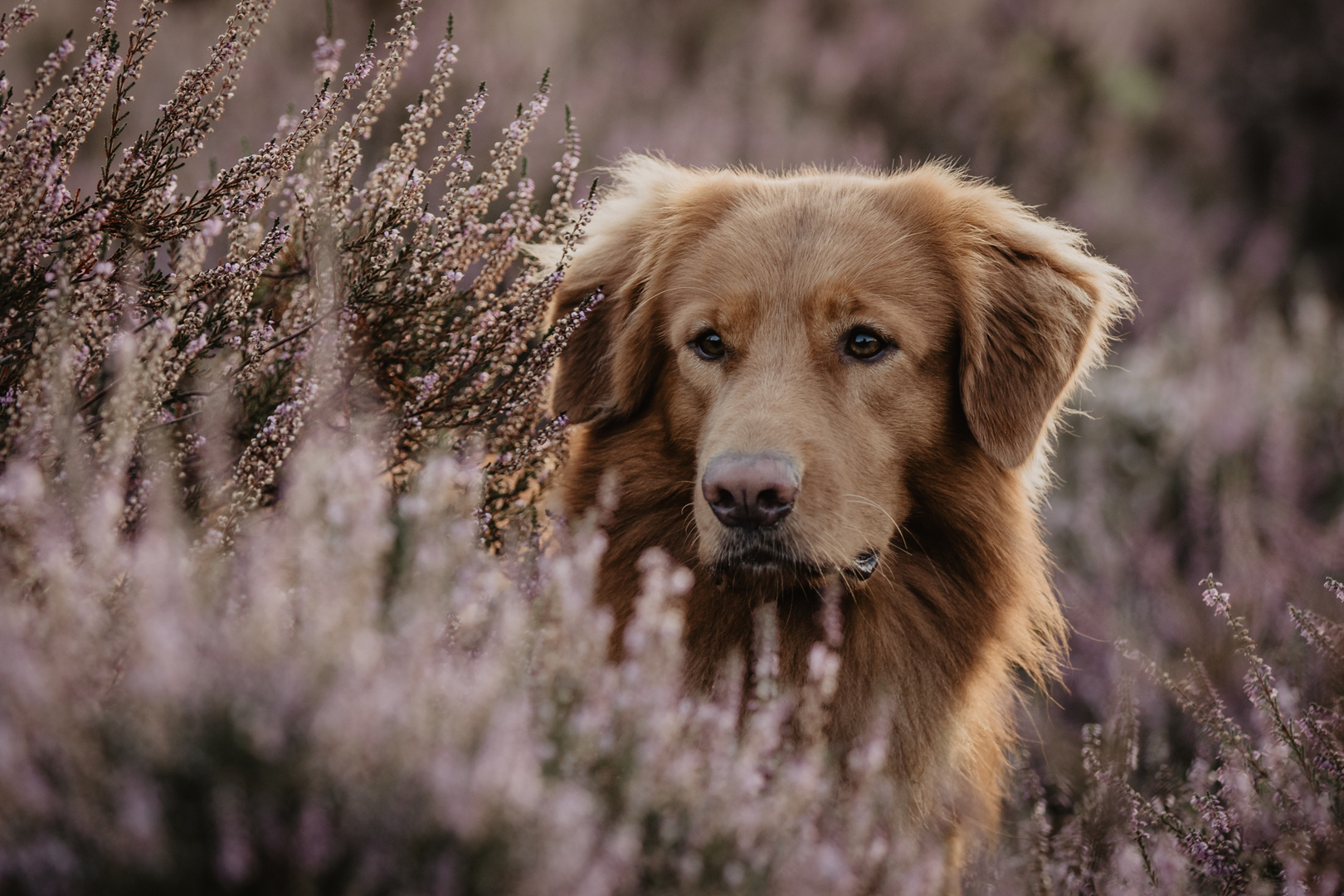 Heideshooting Nova Scotia Duck Tolling Retriever