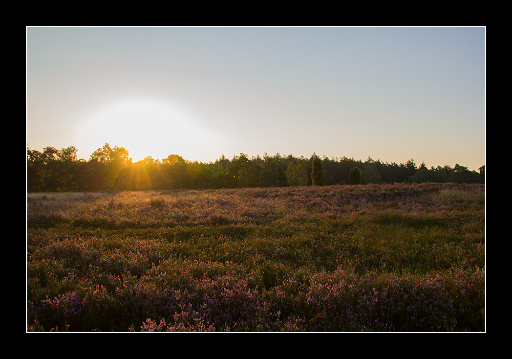 Heide....Sonnenaufgang