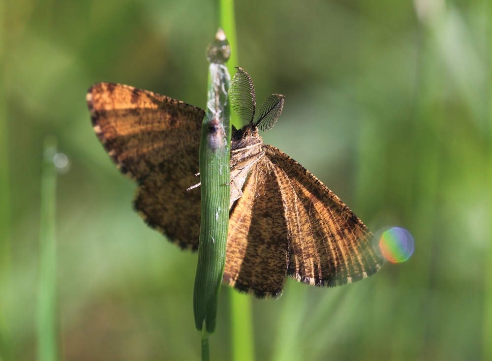 Heidespanner (Ematurga atomaria)