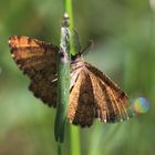 Heidespanner (Ematurga atomaria)